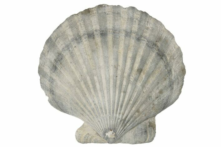 Miocene Fossil Scallop (Chesapecten) - Maryland #189092